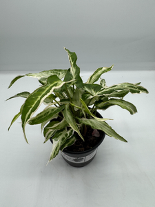 Syngonium Starlite 4in