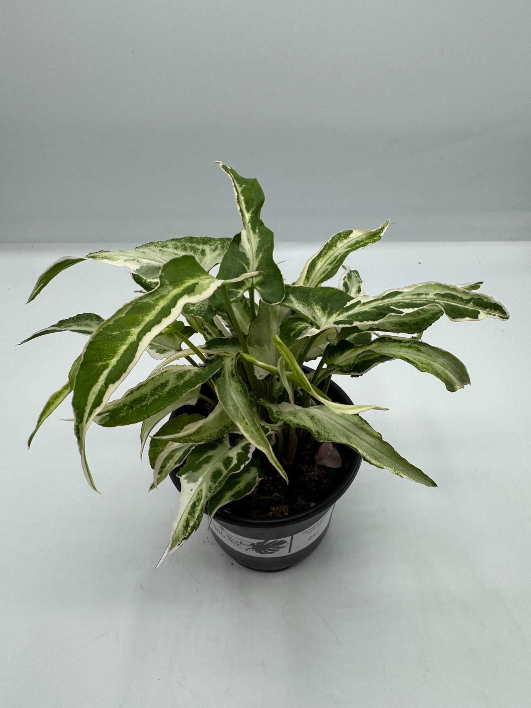 Syngonium Starlite 4in