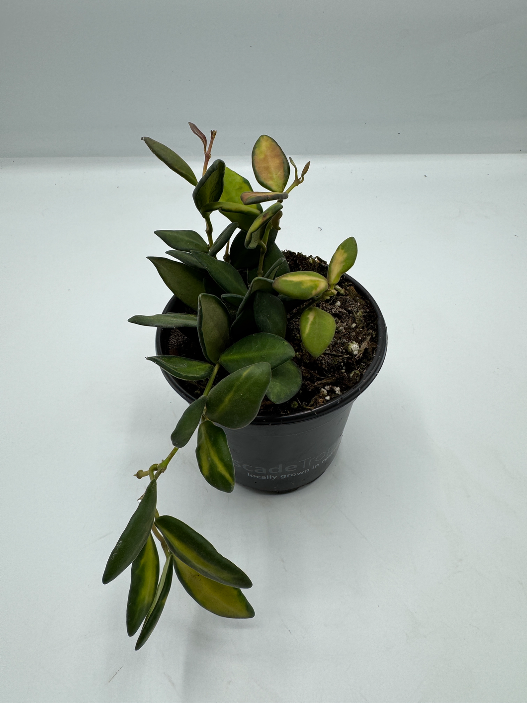 Hoya DS-70 Variegated 4in