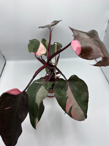 Philodendron Pink Princess 4in
