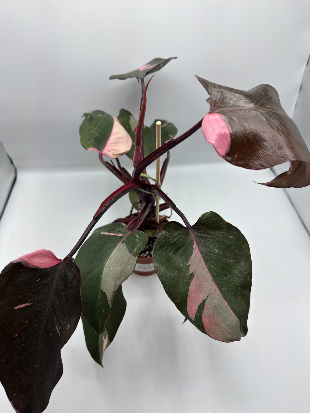 Philodendron Pink Princess 4in
