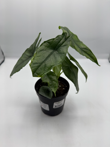 Alocasia heterophylla Dragon’s Breath 4in