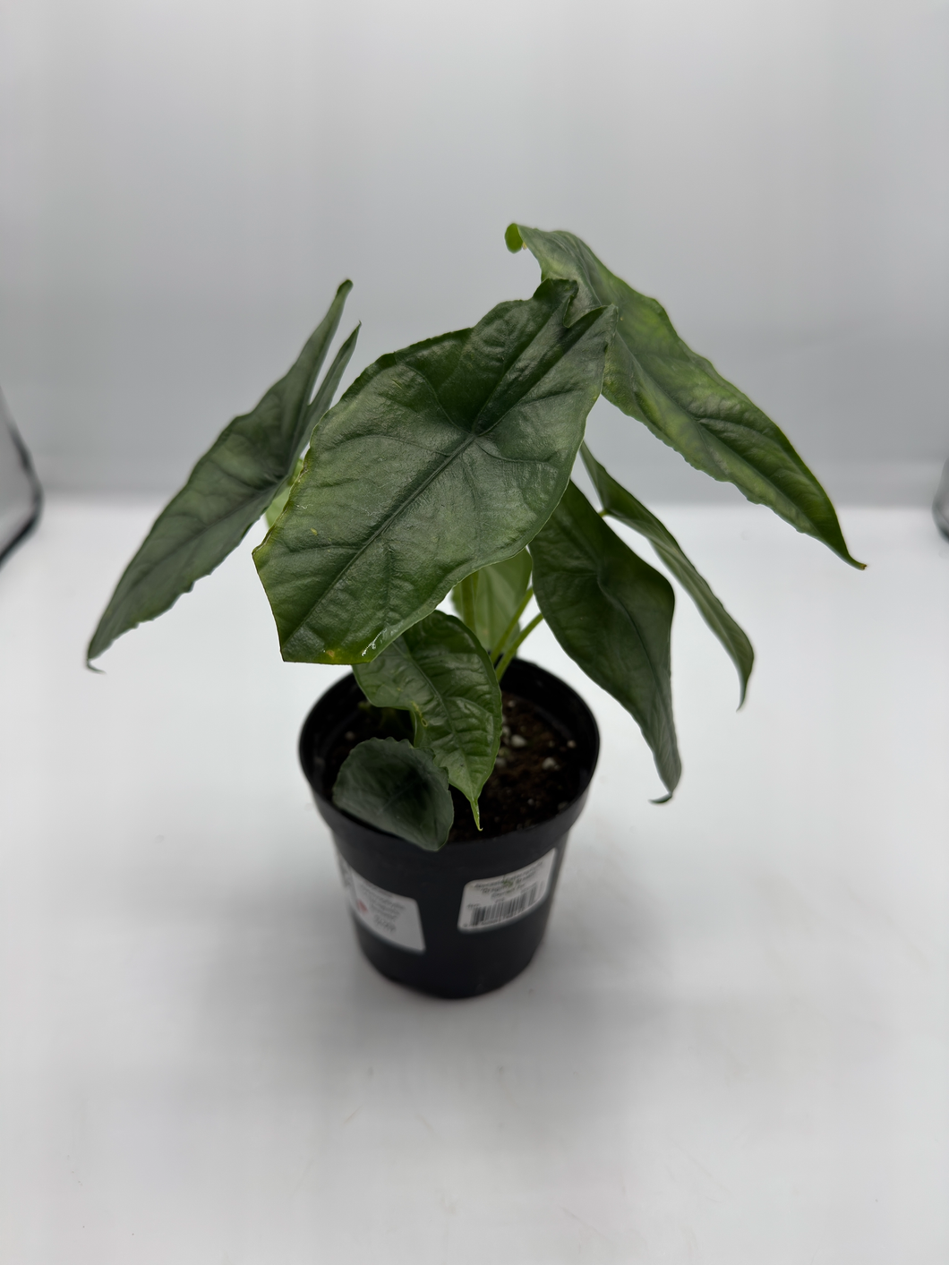 Alocasia heterophylla Dragon’s Breath 4in