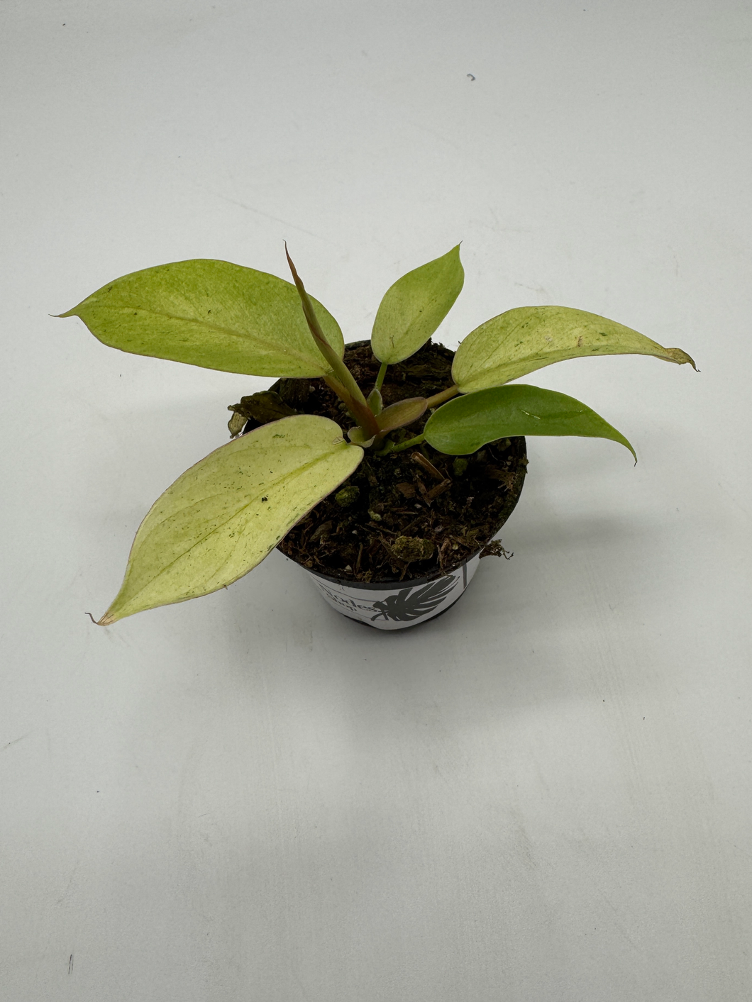 Philodendron Snowdrift 2in