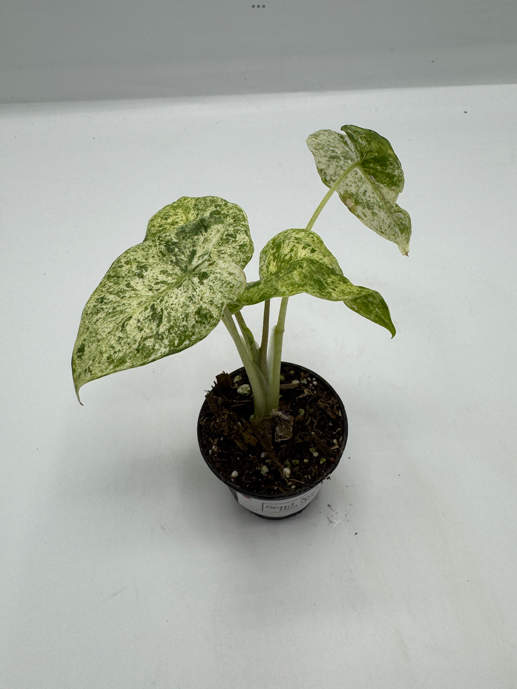 Alocasia macrorrhiza Camouflage 2in