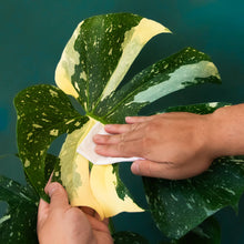 Load image into Gallery viewer, Plant Cleansing Wipes | Palm | Neem Oil Infused
