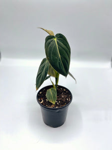 Philodrendron melanochrysum 4in