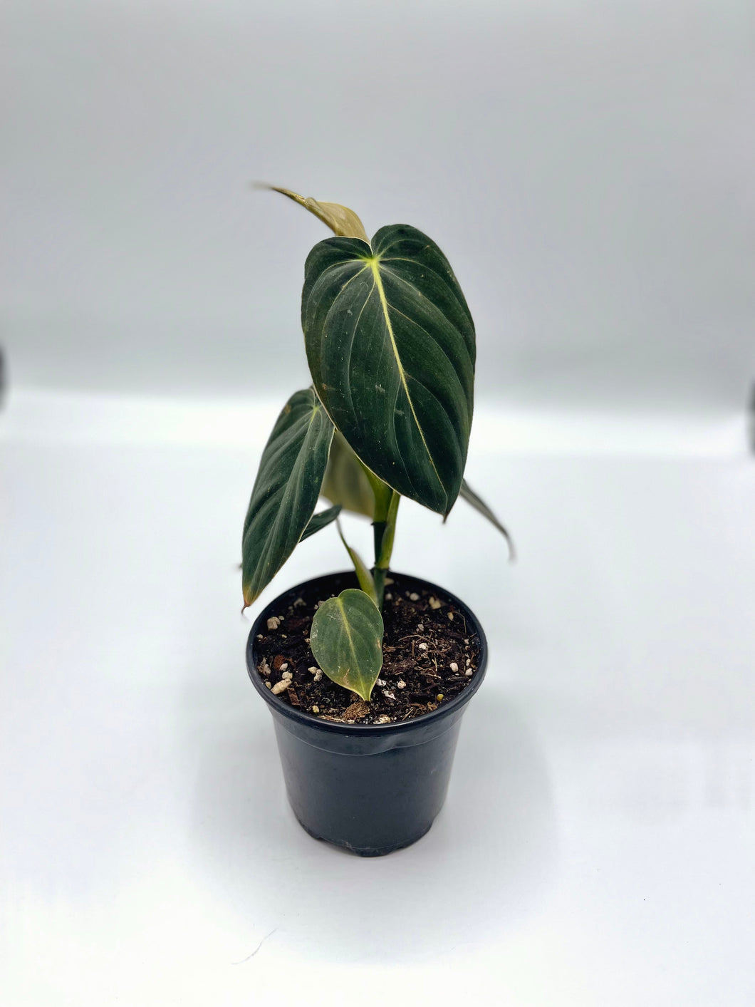 Philodrendron melanochrysum 4in