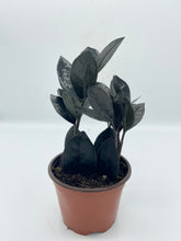 Load image into Gallery viewer, Black Queen ZZ 4in
