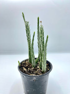 Senecio stapeliiformis ‘Pickle Plant’ 4in