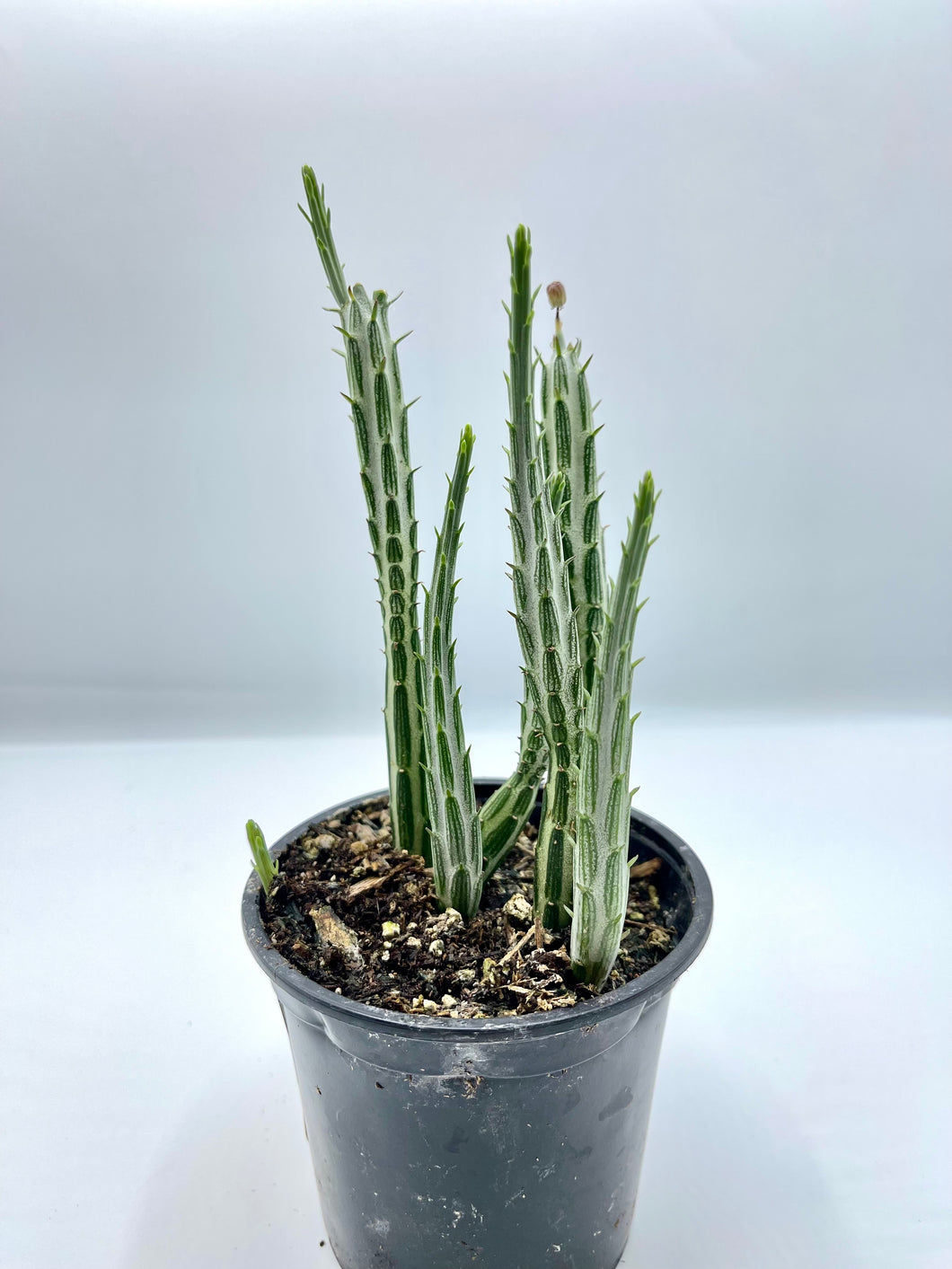 Senecio stapeliiformis ‘Pickle Plant’ 4in