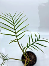 Load image into Gallery viewer, Philodendron Tortum 4in
