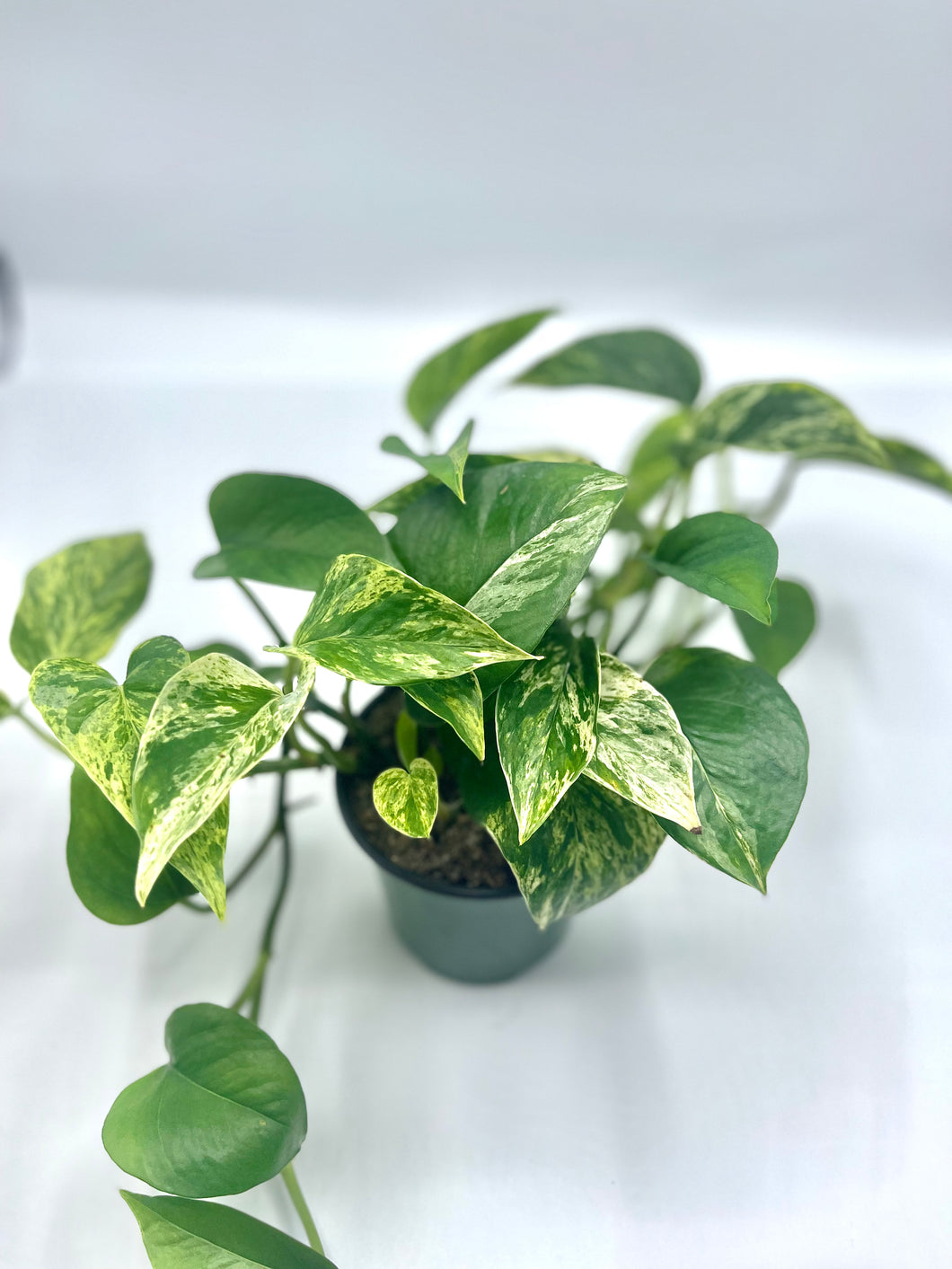 Pothos Marble Queen 4in
