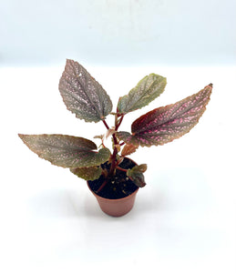 Begonia Pink Spot 2in