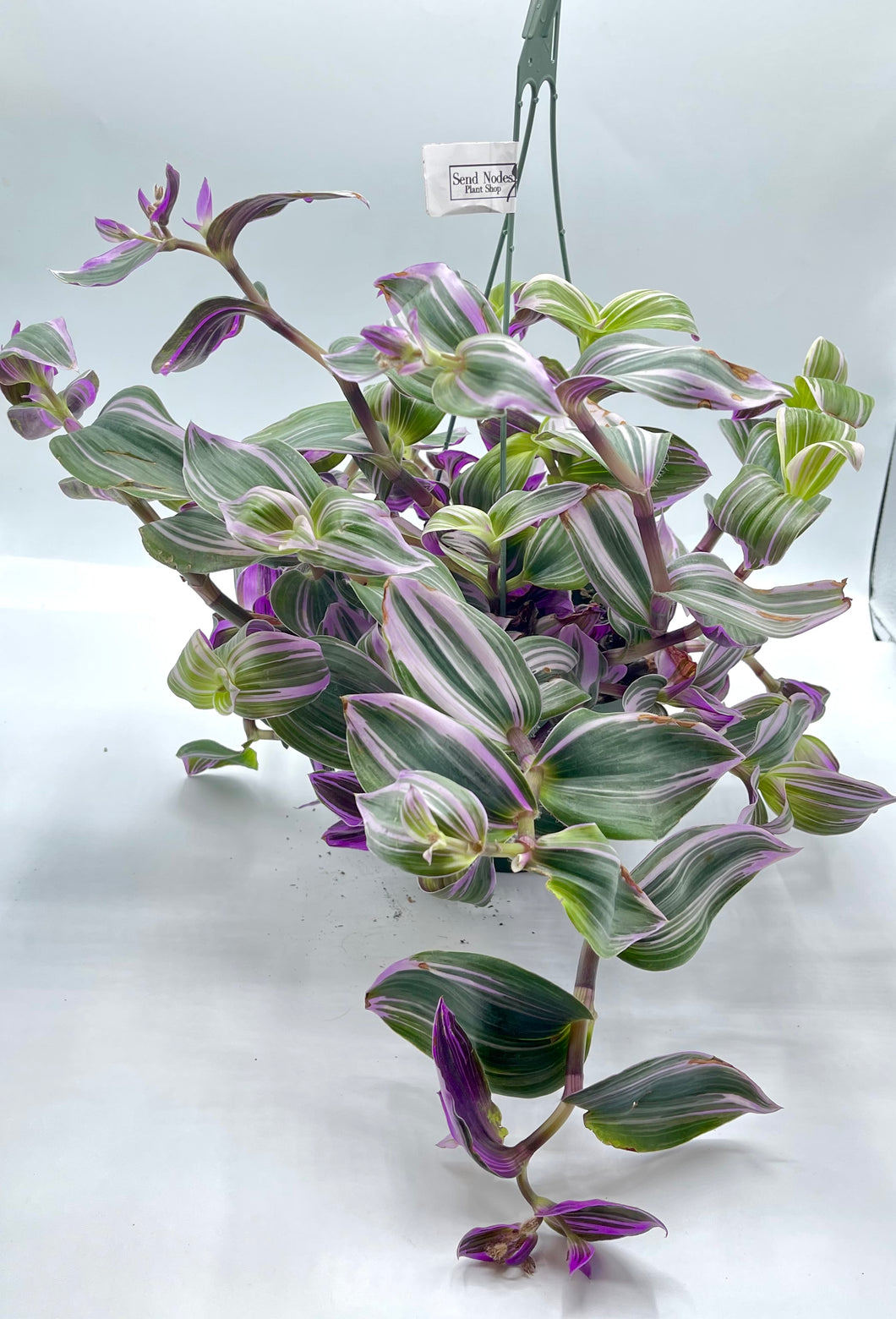 Tradescantia Nanouk 6in HB
