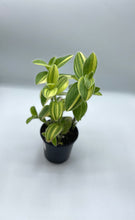 Load image into Gallery viewer, Tradescantia Velvet Moon 4in
