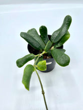 Load image into Gallery viewer, Hoya Rotundiflora 3in
