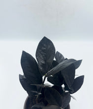 Load image into Gallery viewer, Black Queen ZZ 4in
