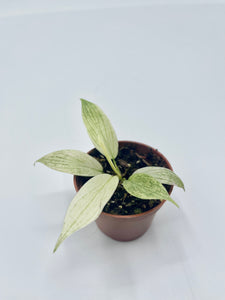 Philodendron Florida Ghost Mint 2in