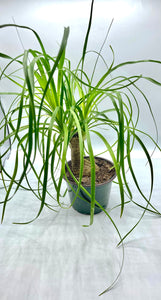 Ponytail Palm 6in