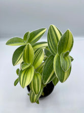 Load image into Gallery viewer, Tradescantia Velvet Moon 4in
