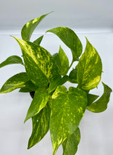 Load image into Gallery viewer, Golden Pothos 4in
