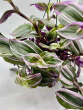Load image into Gallery viewer, Tradescantia Nanouk 6in HB
