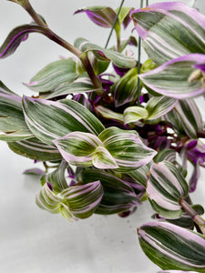 Tradescantia Nanouk 6in HB