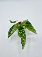Load image into Gallery viewer, Begonia Maculata Silver Spot 2in
