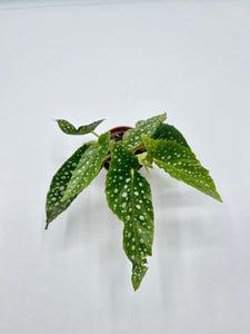 Begonia Maculata Silver Spot 2in