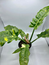 Load image into Gallery viewer, Philodendron Ring of Fire - 6in
