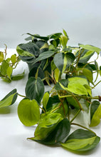 Load image into Gallery viewer, Philodendron Brasil HB 6in
