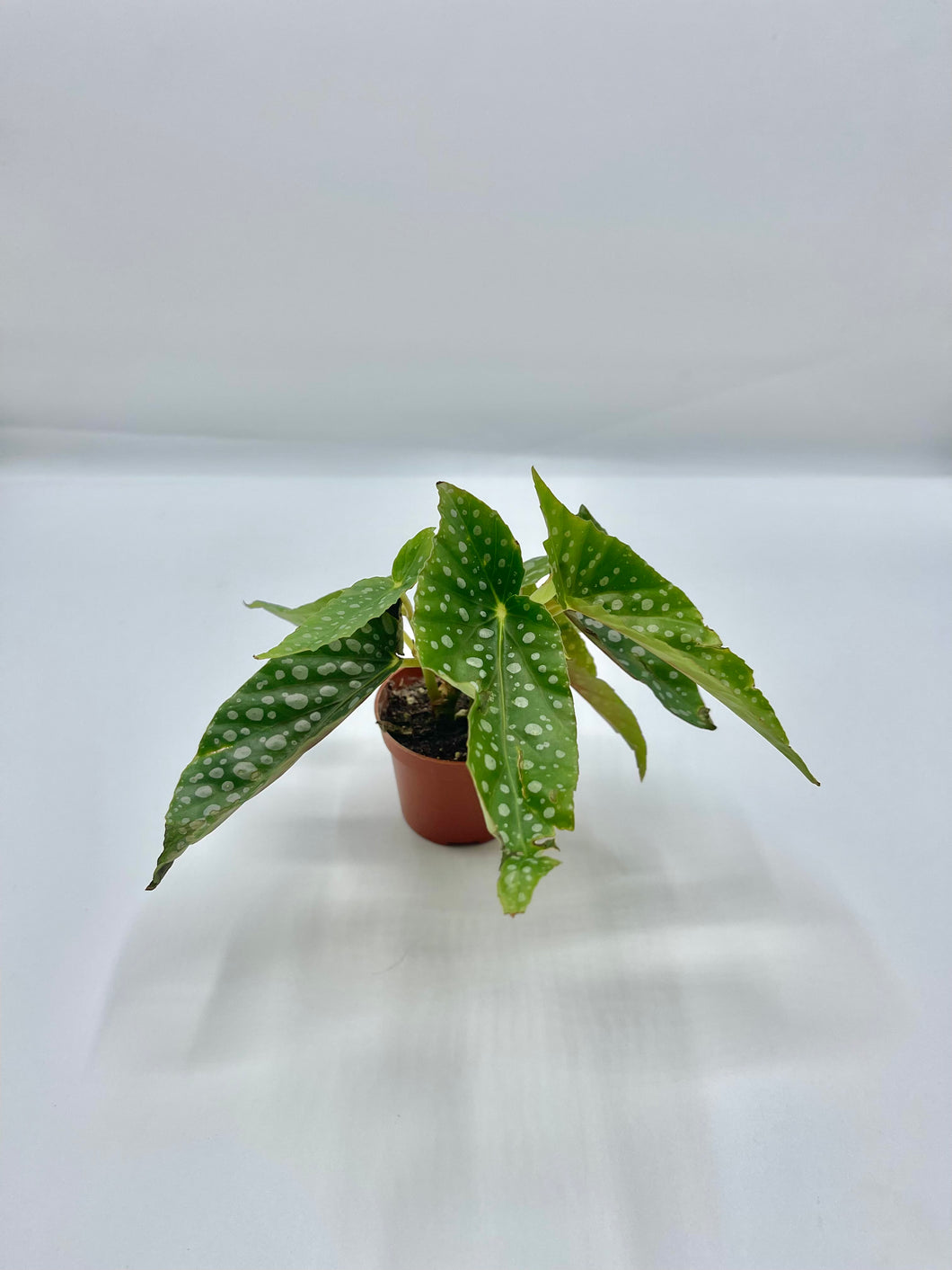 Begonia Maculata Silver Spot 2in