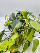 Load image into Gallery viewer, Philodendron Brasil HB 6in
