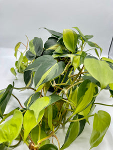 Philodendron Brasil HB 6in