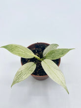 Load image into Gallery viewer, Philodendron Florida Ghost Mint 2in
