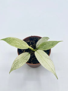 Philodendron Florida Ghost Mint 2in