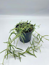 Load image into Gallery viewer, Hoya Linearis 4in
