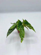 Load image into Gallery viewer, Begonia Maculata Silver Spot 2in
