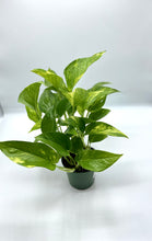 Load image into Gallery viewer, Golden Pothos 4in
