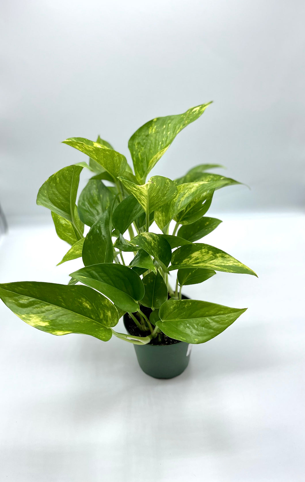 Golden Pothos 4in