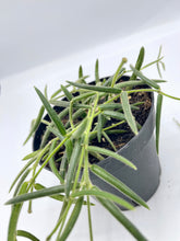 Load image into Gallery viewer, Hoya Linearis 4in
