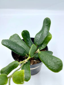 Hoya Rotundiflora 3in
