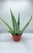 Load image into Gallery viewer, Aloe Vera 6in

