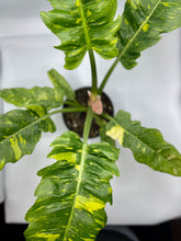 Load image into Gallery viewer, Philodendron Ring of Fire - 6in
