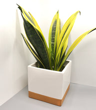 Load image into Gallery viewer, Pot: White/Painted Terra Cotta Cover 6in
