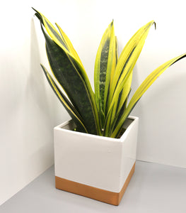 Pot: White/Painted Terra Cotta Cover 6in