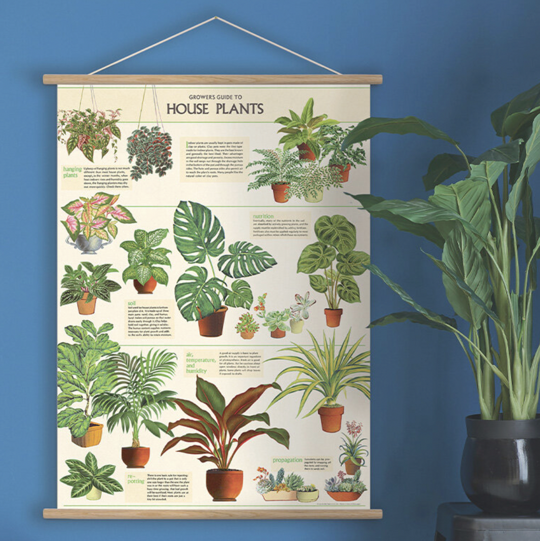 House Plant Poster