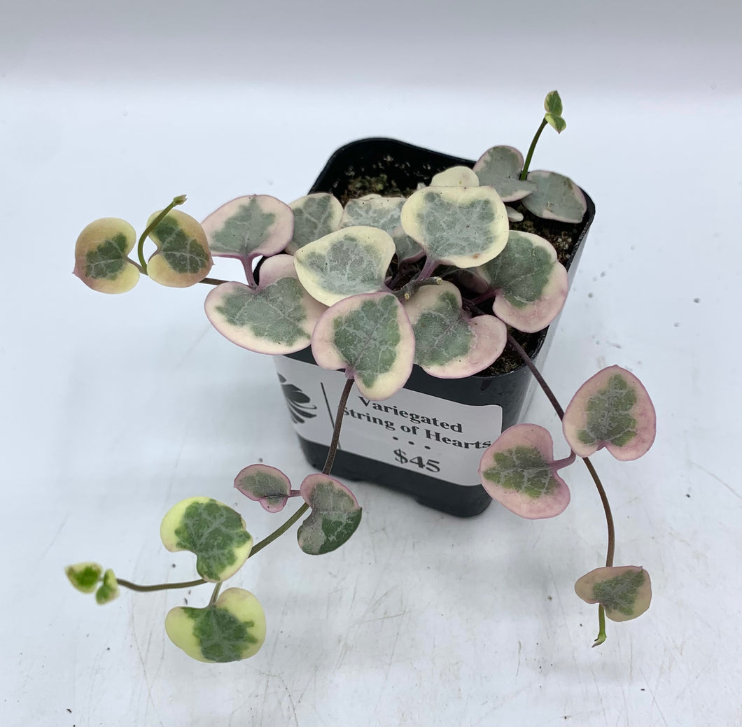 Variegated Ceropegia woodii String of Hearts 4in