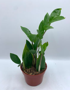 ZZ Plant Zamioculcas Zamiifolia 4in